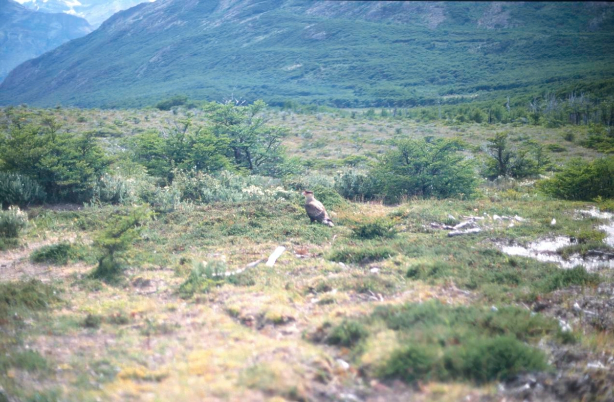 Patagonia 2000